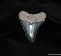 Inch Meg Tooth - Great Color and Serrations #121-1